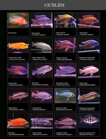 CICHLIDS-2.jpg